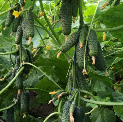 Gurķi MADEIRA F1 250 gab Seminis